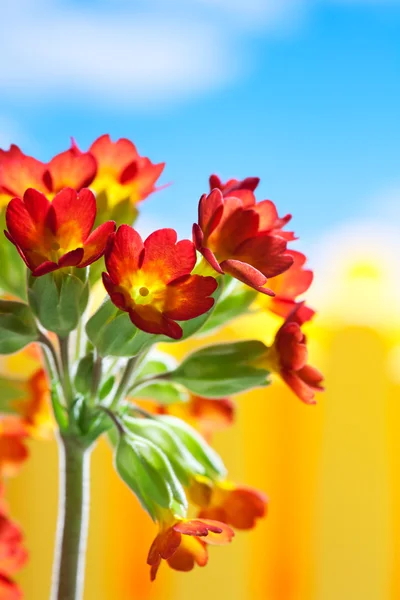 Rode Primula tegen blauwe hemel met wolken — Stockfoto