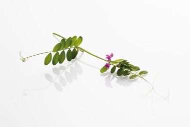 Burçak beyaz zemin üzerine yakın-up