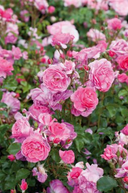 Almanya, pembe yakın yatak gül bitki