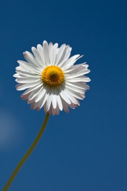 Close up of daisy against sky clipart
