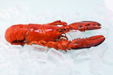 Istakoz buz küpleri beyaz zemin üzerine pişmiş