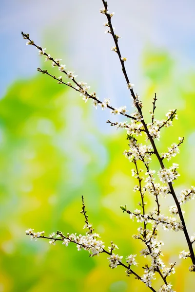 흰 꽃, 산사 laevigata 호손 나뭇가지 — 스톡 사진
