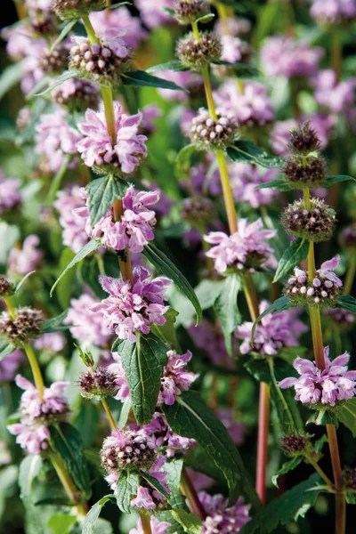 Close up de Russel-Brandkraut-Strauchnessel flor — Fotografia de Stock