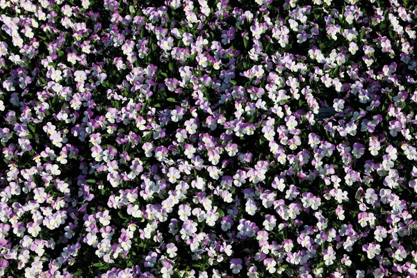 Duitsland, close-up van viooltjes — Stockfoto