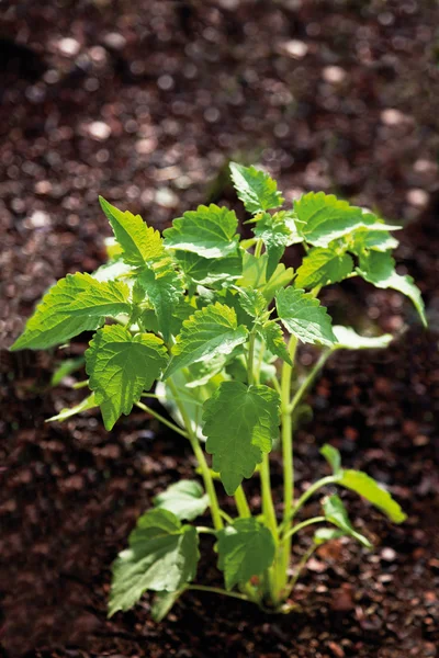 Germany,Close up of Ageratum houstonianum plant — Stock Photo, Image