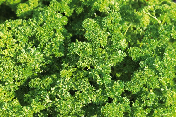 Germany,Close up of parsley plant — Stock Photo, Image