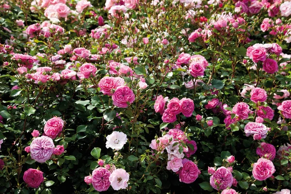 Alemania, Vista de rosa cama rosa planta —  Fotos de Stock