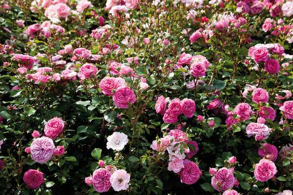 Germany,View of pink bed rose plant