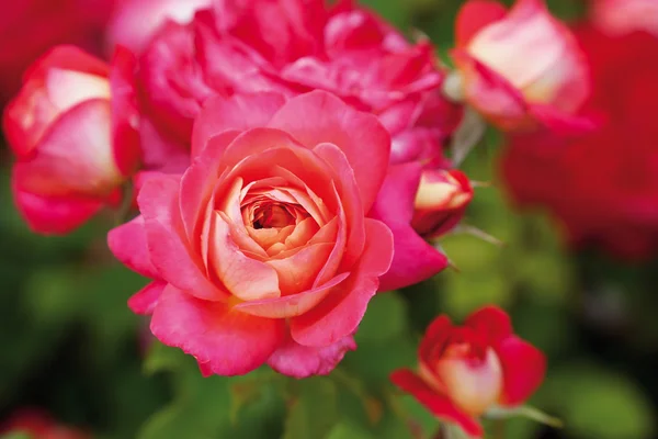 Alemanha, Close up de rosas rosa — Fotografia de Stock