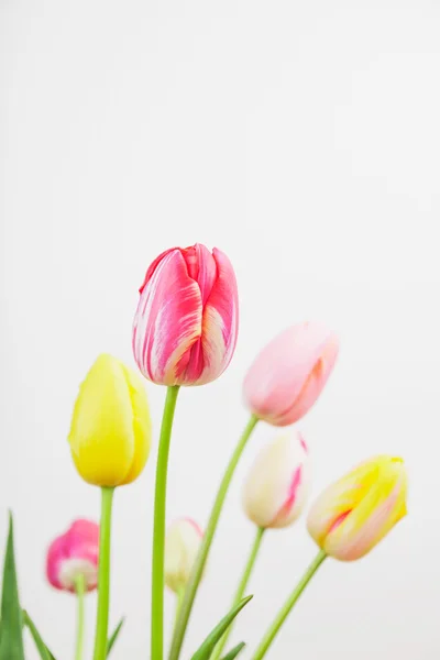 Барвисті тюльпани на білому фоні — стокове фото
