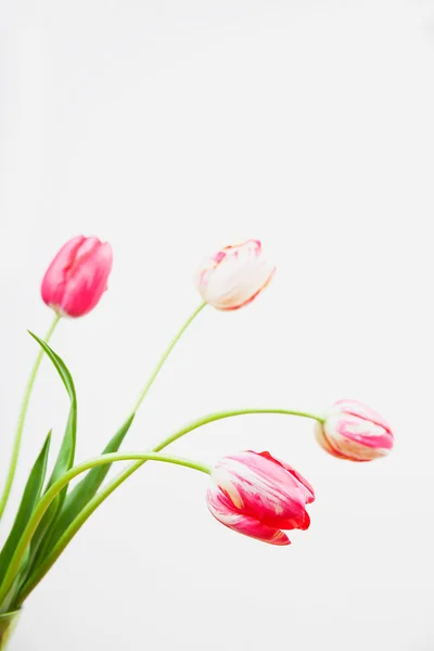 Red and white tulips against white background — Stock Photo, Image