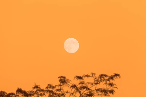 Full moon and tree, copy space, orange evening sky — Stock Photo, Image