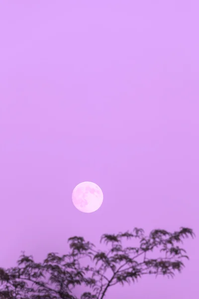 Volle maan en boom, kopie ruimte, violet avondlucht — Stockfoto