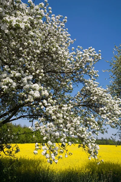 Německo, Bavorsko, Blossoming třešňový strom a řepkového pole — Stock fotografie