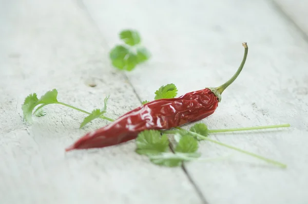 Chili pod és korianderrel — Stock Fotó