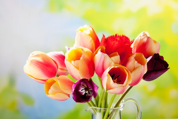 Strauß schöner Tulpen — Stockfoto