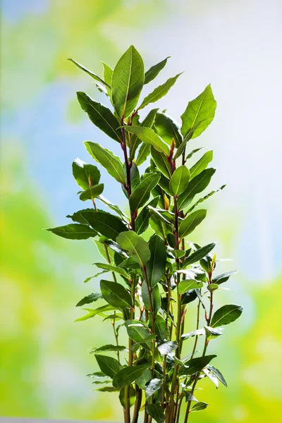 Culinary herb, bay leaves, copy space — Stock Photo, Image