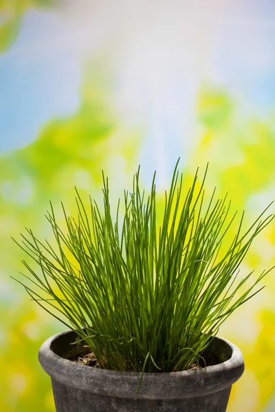 Culinary herb, chives, copy space — Stock Photo, Image