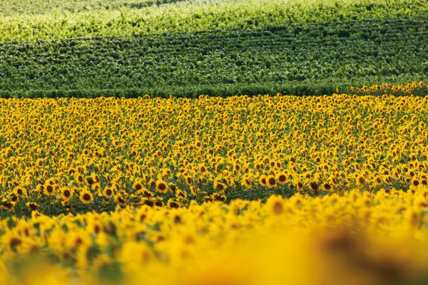 Niemcy, Hesja, Słonecznikowe pole w Nadrenii — Zdjęcie stockowe