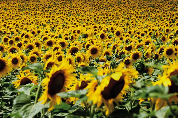 Allemagne, Hesse, Champ de tournesol en Rhin — Photo