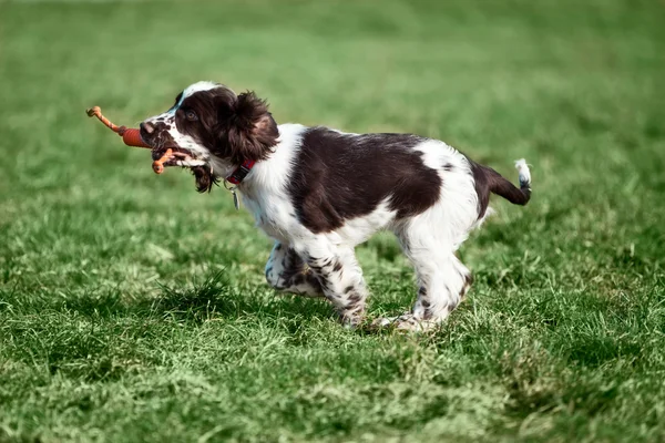 Almanya, Bavyera, İngiliz Springer Spaniel çimenlerin üzerinde