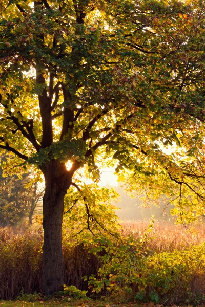 Duitsland, Hamburg, herfst bos, sunshine — Stockfoto