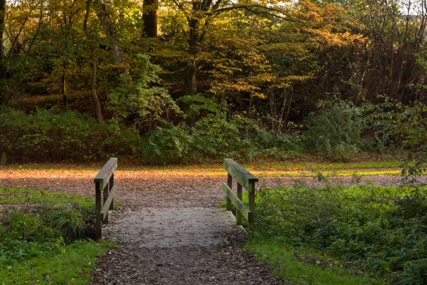 Autumn forest, Hamburg, Germany - Stock Image - Everypixel