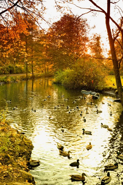 Alemania, Hamburgo, Parque en otoño, Estanque con patos —  Fotos de Stock