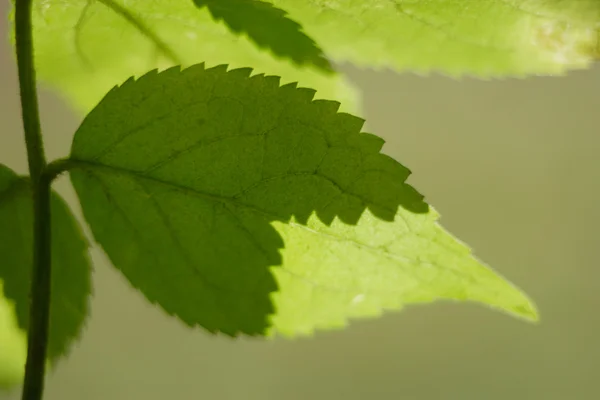 Germany,Upper Bavaria,Schaeftlarn,Close up of leaf — Stock Photo, Image