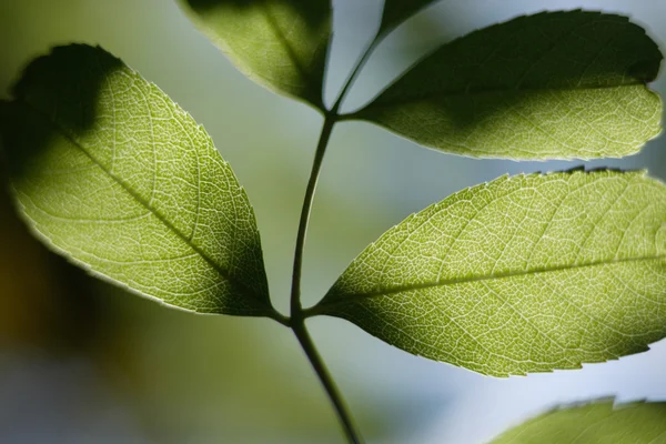 Germany,Upper Bavaria,Schaeftlarn,Close up of leaf — Stock Photo, Image