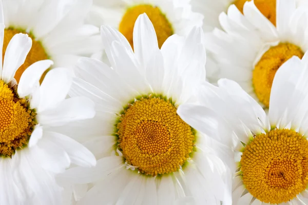 Marguerite, flores — Fotografia de Stock