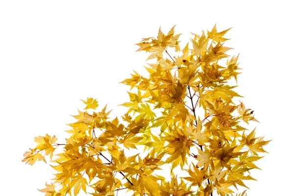 Vollmond-Ahorn, Zweige und Blätter — Stockfoto