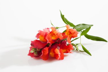 Aslanağzı, snapdragon