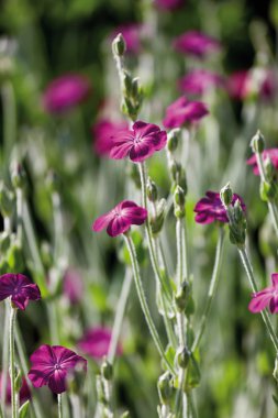 Dusty miller, yakın