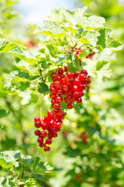 reife Johannisbeeren, Bayern, Deutschland