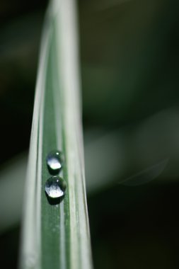 Almanya, Upper Bavaria, Schaeftlarn, Dewdrops ot yaprağı üzerinde u kapatın