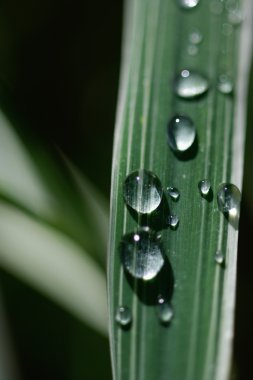 Almanya, Upper Bavaria, Schaeftlarn, Dewdrops ot yaprağı üzerinde u kapatın