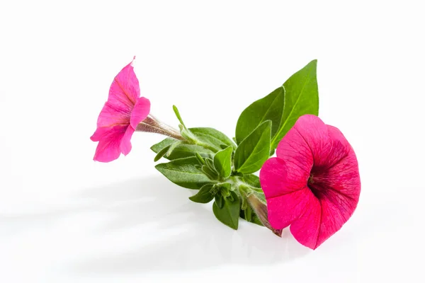 Petunia — Foto Stock