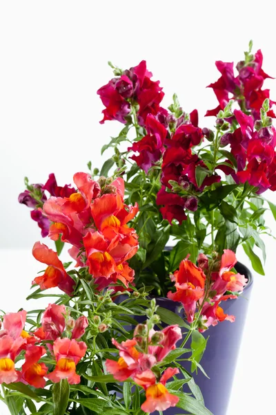 Antirrhinum, snapdragon — Foto Stock