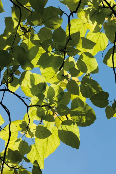 Indian bean tree against clear sky,close up — Stock Photo, Image