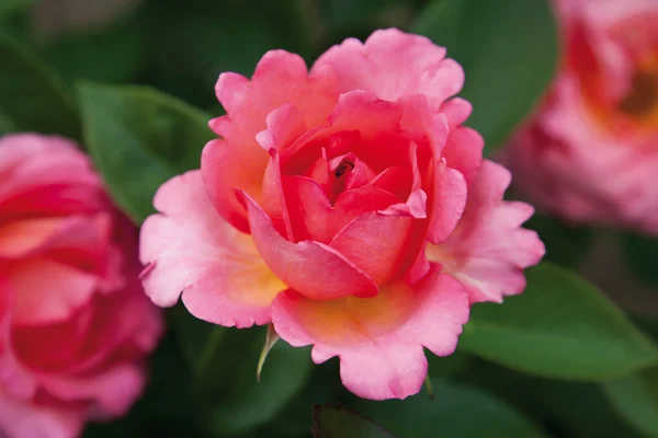 독일, 핑크 장미, 보기 가까이 — 스톡 사진