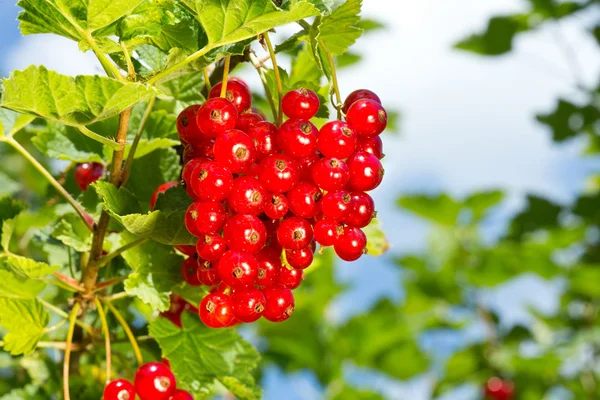 Reife Johannisbeeren, Bayern, Deutschland — Stok fotoğraf