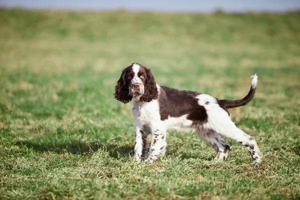 Germania, Baviera, Inglese Springer Spaniel sull'erba — Foto Stock