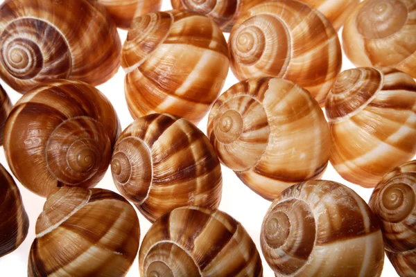 Conchiglie di escargot sullo sfondo bianco, da vicino — Foto Stock