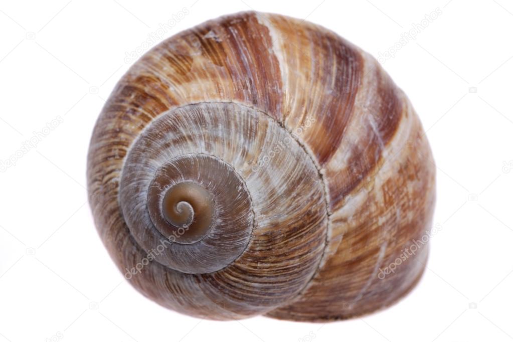 Shell Of Escargot Against White Background Close Up Stock Photo Image By C Tunedin61