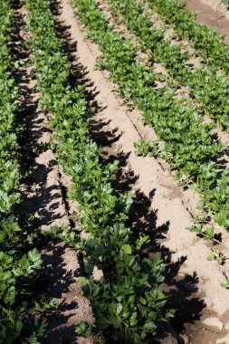 Alanında büyüyen kereviz