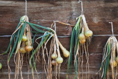 Kurutma ahşap duvarda asılı soğan