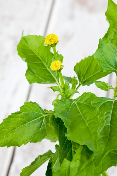 Jambu, Paracress, Acmella oleracea, spice herb, healing plant — Stock Photo, Image