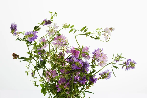 Wild flowers, vetch, crown vetch and tufted vetch — Stock Photo, Image