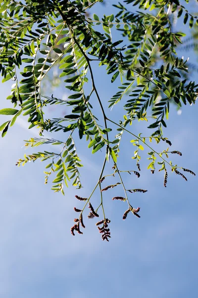 Honey locust against sky,close up — Stock Photo, Image